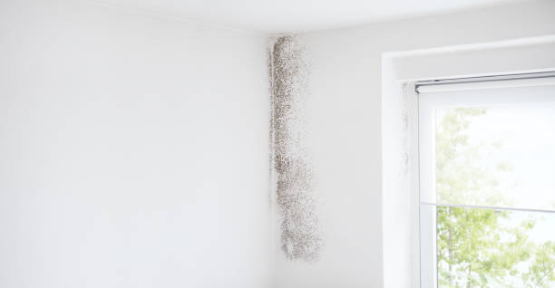 Reliable Loma Linda, CA Mold Removal Solutions